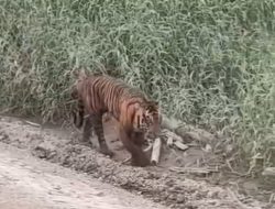 Viral Harimau Sumatera Terlihat Jalan Santai di Pelalawan, Ini Kata BKSDA Riau