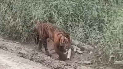 Viral Harimau Sumatera Terlihat Jalan Santai di Pelalawan, Ini Kata BKSDA Riau