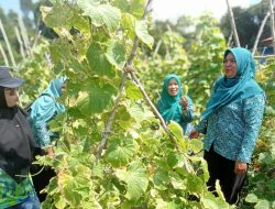 Camat Singkep Selatan Manfaatkan Lahan Kosong untuk Ketahanan Pangan