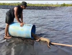 Buaya Muara Masuk ke Tambak Udang Vaname Milik Warga