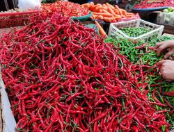 Harga Cabai di Tanjungpinang Turun Drastis, Petani dan Pedagang Keluhkan Penurunan Omzet