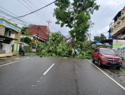 Tertimpa Dahan Pohon Tumbang, Pengendara Motor di Tanjungpinang Dilarikan ke Rumah Sakit