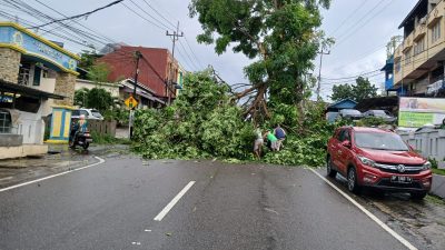 Tertimpa Dahan Pohon Tumbang, Pengendara Motor di Tanjungpinang Dilarikan ke Rumah Sakit