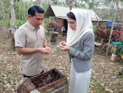Gudem Bee Farm Bintan, Wisata Edukasi Lebah Madu Kelulut