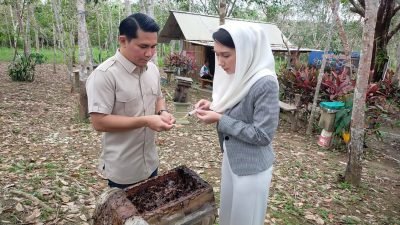 Gudem Bee Farm Bintan, Wisata Edukasi Lebah Madu Kelulut