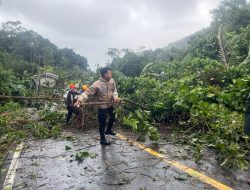 Pohon Tumbang Akibat Angin Kencang, Polsek Siantan Respon Cepat Evakuasi