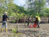 Jaga Ekosistem Pesisir, PT Timah Tanam Belasan Ribu Bibit Mangrove di Kundur