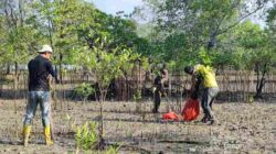 Jaga Ekosistem Pesisir, PT Timah Tanam Belasan Ribu Bibit Mangrove di Kundur