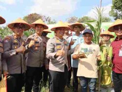 Kapolresta Tanjungpinang Panen Raya Jagung Bersama Kelompok Tani Maju Sejati