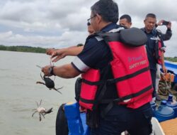 PT Timah Tebar Ratusan Bibit Kepiting Bakau di Pantai Kundur