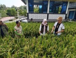 Berhasil Menanam Padi di Pekarangan Rumah,  Kadis KP2KH Kepri Kunjungi Paviliun Milik Ady Indra Pawennari