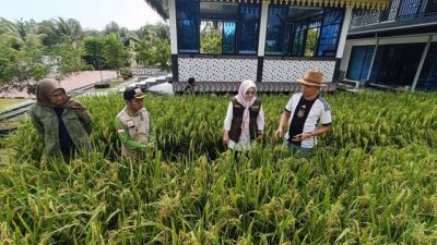 Berhasil Menanam Padi di Pekarangan Rumah,  Kadis KP2KH Kepri Kunjungi Paviliun Milik Ady Indra Pawennari