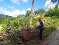 BPBD Anambas Kembali Gerak Cepat Normalisasi Pohon Tumbang