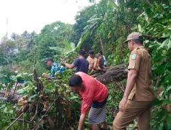 Warga Tarempa Bergotong Royong Perbaiki Rumah Warga yang Tertimpa Pohon Akibat Angin Kencang