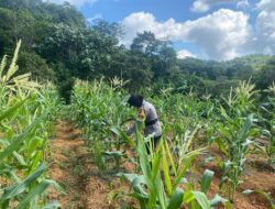 Polsek Siantan Monitoring Tanaman Jagung, Dukung Program Ketahanan Pangan