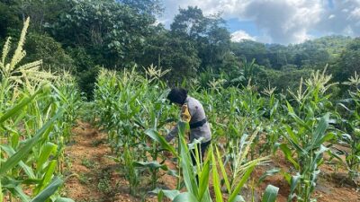 Polsek Siantan Monitoring Tanaman Jagung, Dukung Program Ketahanan Pangan