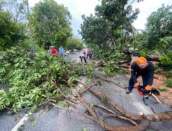 3 Orang Terluka Akibat Pohon Tumbang di Karimun