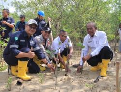 Langkah Berkelanjutan PT Timah Melestarikan Lingkungan, Tanam 2500 Bibit Mangrove di Karimun