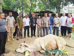 Ketua BPW KKSS Kepri Kurban 1 Ekor Lembu, Penyembelihan Dilakukan di Batam