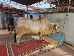 Sapi Jumbo Jenis Brahman bobot 805.5 Kg dari Presiden RI Telah Tiba di Kecamatan Mendahara TanjabTim