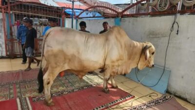 Sapi Jumbo Jenis Brahman bobot 805.5 Kg dari Presiden RI Telah Tiba di Kecamatan Mendahara TanjabTim