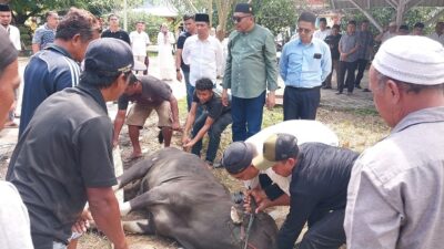 Dinas PUPR Karimun Sembelih 5 Ekor Hewan Kurban di Hari Raya Idul Adha 2025