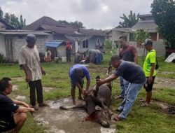 Hari Raya Idul Adha 1446 H, Surau Nurul Iman Dabo Lama Sembelih 4 Ekor Lembu 