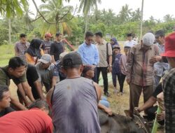 Bupati Iskandarsyah Serahkan Sapi Kurban Presiden Prabowo ke Masjid Baitul Mubtadiin Kundur