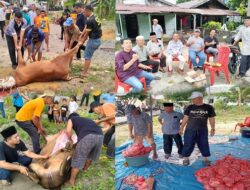 Idul Adha 2025, Perkumpulan Kerukunan Keluarga Salo Karimun Potong 7 Ekor Sapi Kurban
