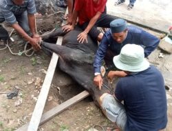 Surau Darul Hikmah, Teluk Buluh Siantan, Kurban Tiga Ekor Lembu