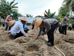 Polresta Tanjungpinang Tanam Jagung Serentak Kuartal III