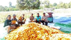 Dukung Program Ketahanan Pangan Nasional, Polres Karimun Panen 4,5 ton Jagung