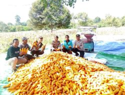 Dukung Program Ketahanan Pangan Nasional, Polres Karimun Panen 4,5 ton Jagung