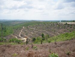 Kelompok Tani Mengembalikan 415 Hektare Kebun Sawit di Kawasan TNTN ke Negara