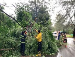 Hujan Deras dan Angin Kencang, Sejumlah Pohon Tumbang di Batam