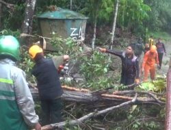 Diterpa Angin Kencang, Pohon di Hutan Lindung Roboh Timpa Rumah Warga