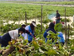Jamin Ketahanan Air Kota, BP Batam Gencarkan Aksi Bersih Waduk Duriangkang dari Gulma dan Eceng Gondok