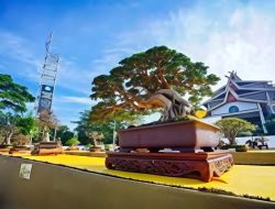 Ditawari Senilai Mobil Avanza, Pemilik Bonsai Asal Siak Ini Enggan Melepas Tanaman Bonsai Miliknya