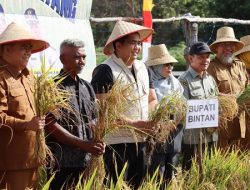 Bintan Menuju Swasembada: Bupati Roby Panen Perdana Padi Gogo di Lahan Kering Sei Jeram
