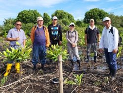 Mangrove, Pers, dan Ujian Keseriusan Negara