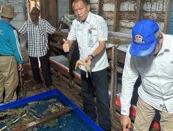 Jadi Komoditas Ekspor ke Singapura, Udang Nenek Inhil Jadi “Emas” Baru Nelayan Pesisir