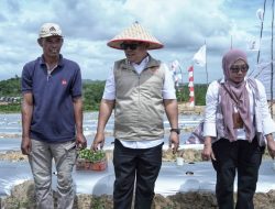 Atasi Defisit Produksi, Wagub Nyanyang Dorong Penanaman Cabai Perdana di Galang Baru