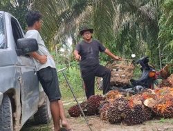 Dongkrak PAD, Bapenda Riau Kaji Opsi Pajak Air Permukaan di Lahan Sawit