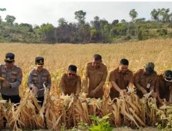 Perkuat Ketahanan Pangan, Bupati Iskandarsyah Pimpin Panen Perdana Jagung Pakan di Pangke Barat