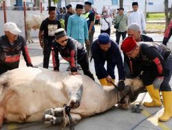 Sasar Wilayah Hinterland, Pemko Batam Sebar 66 Hewan Kurban ke 12 Kecamatan