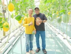 Dorong Pertanian Modern, Wali Kota Lis Darmansyah Tinjau Budidaya Melon Hidroponik di Cilacap