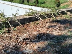 Rusak Estetika Kota, BP Batam Kecam Keras Aksi Vandalisme Puluhan Tanaman Bugenvil