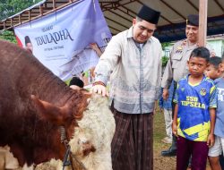 Dua Masjid di Toapaya dan Tanjung Uban Terima Sapi Kurban Raksasa dari Presiden RI