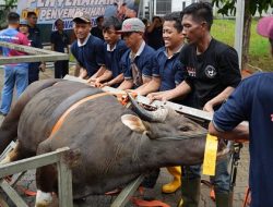 Rayakan Iduladha 1447 H, BP Batam Sembelih 33 Hewan Kurban untuk Pekerja dan Mitra
