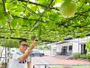 Bosan Teras Rumah Terasa Gerah? Coba Pasang “Kanopi Hidup” Ini!